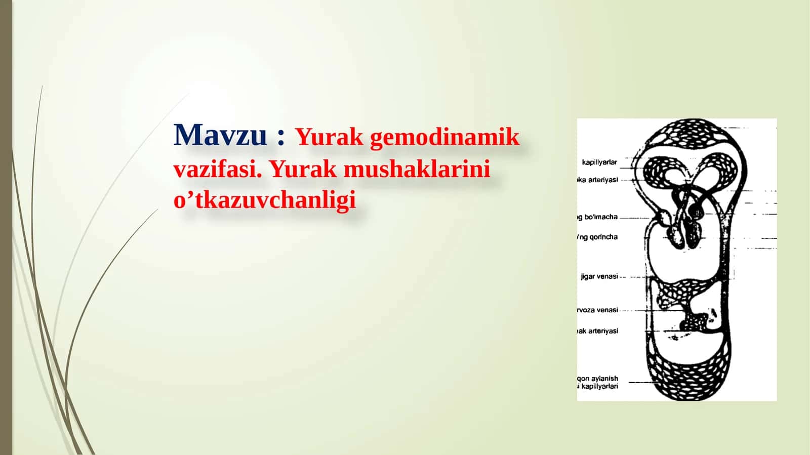 Yurak gemodinamik vazifasi. Yurak mushaklarining o‘tkazuvchanligi 1