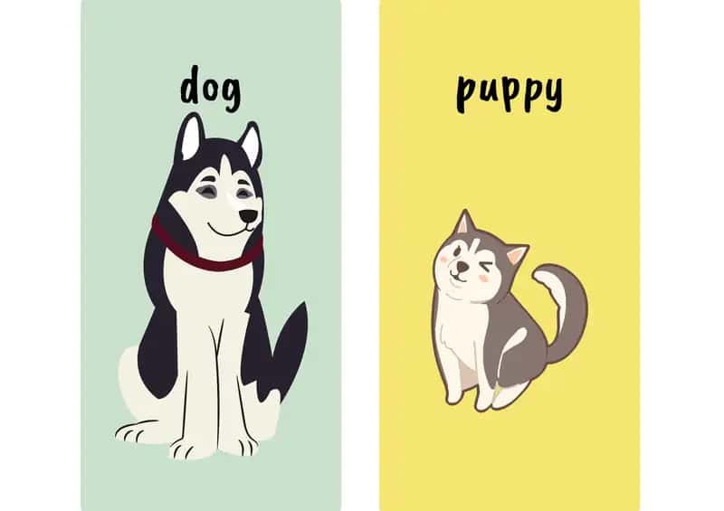Animals 1