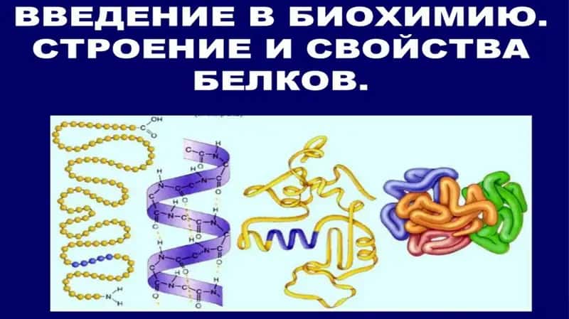 СТРОЕНИЕ И СВОЙСТВА БЕЛКОВ 1