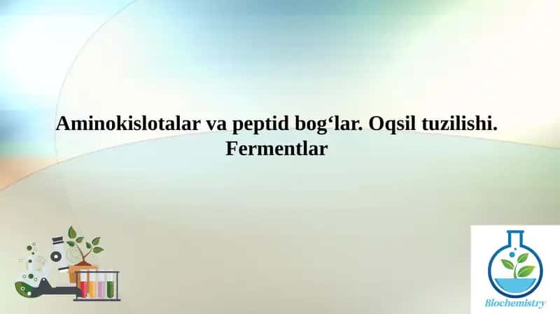 Aminokislotalar va peptid bog‘lar. Oqsil tuzilishi. Fermentlar 1