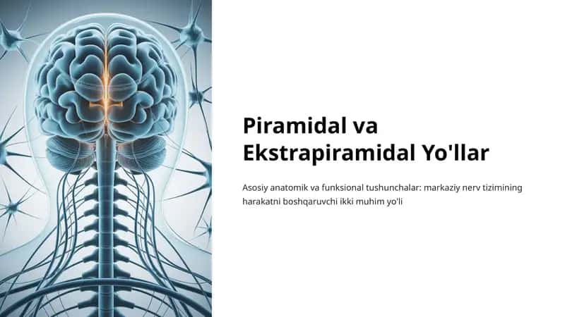 Piramidal va Ekstrapiramidal Yo'llar 1