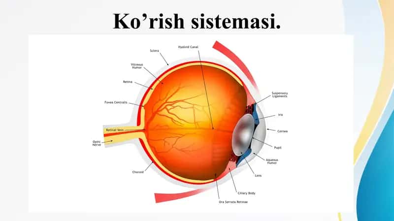 Ko’rish sistemasi.  Куриш системаси Куз косаси  Куз соккаси 1