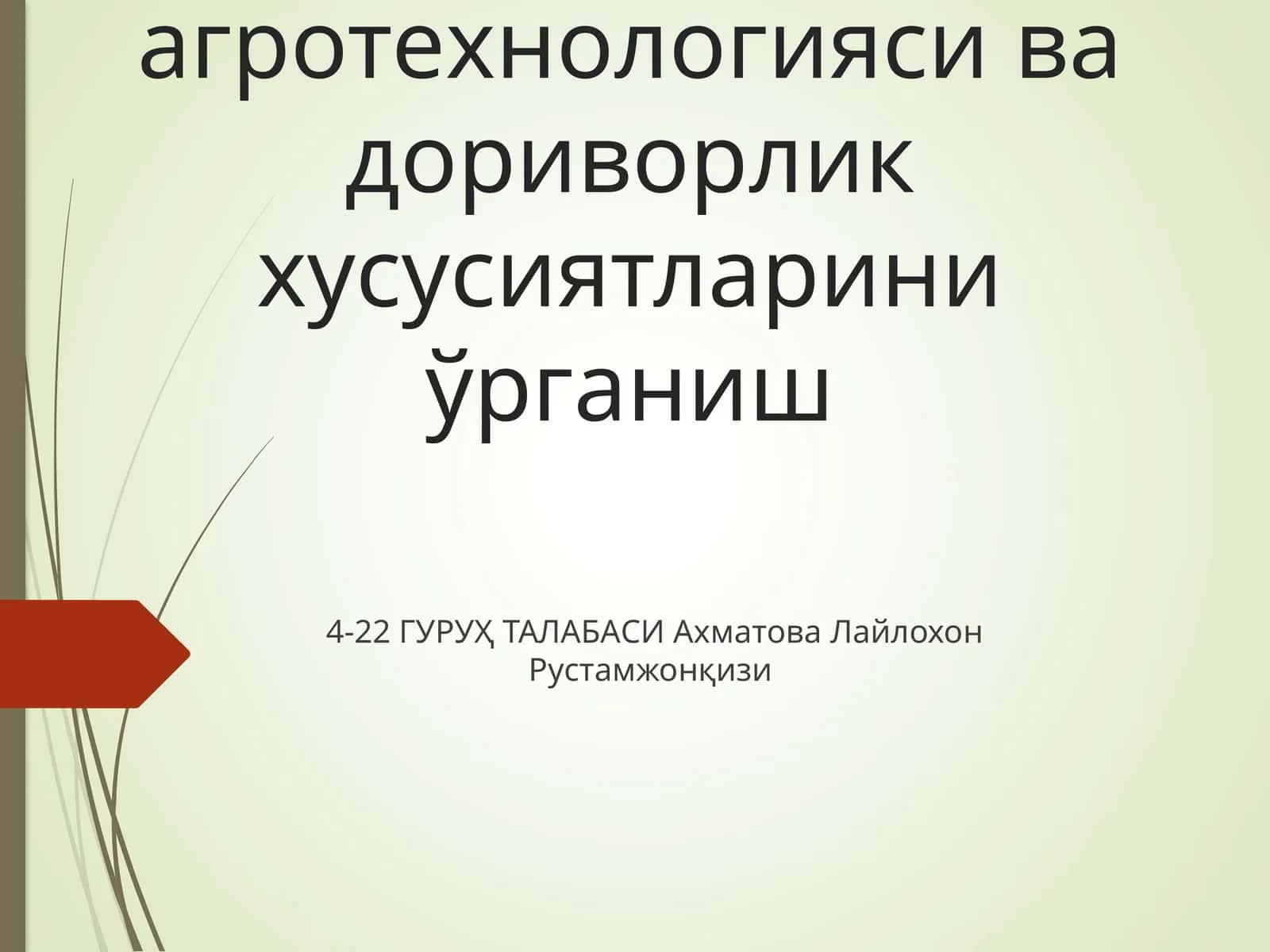 Доривор мойчечак(Matricaria recutita L) ўсимлигининг агротехнологияси ва дориворлик хусусиятларини ўрганиш 1