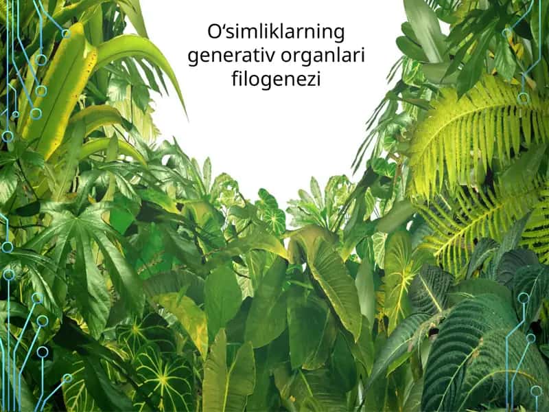 O‘simliklarning generativ organlari filogenezi 1