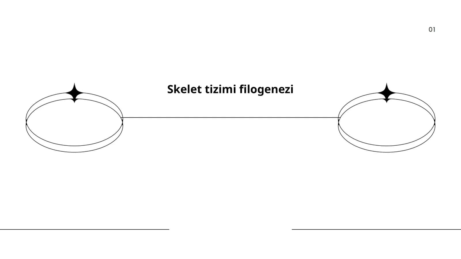 Skelet tizimi filogenezi 1