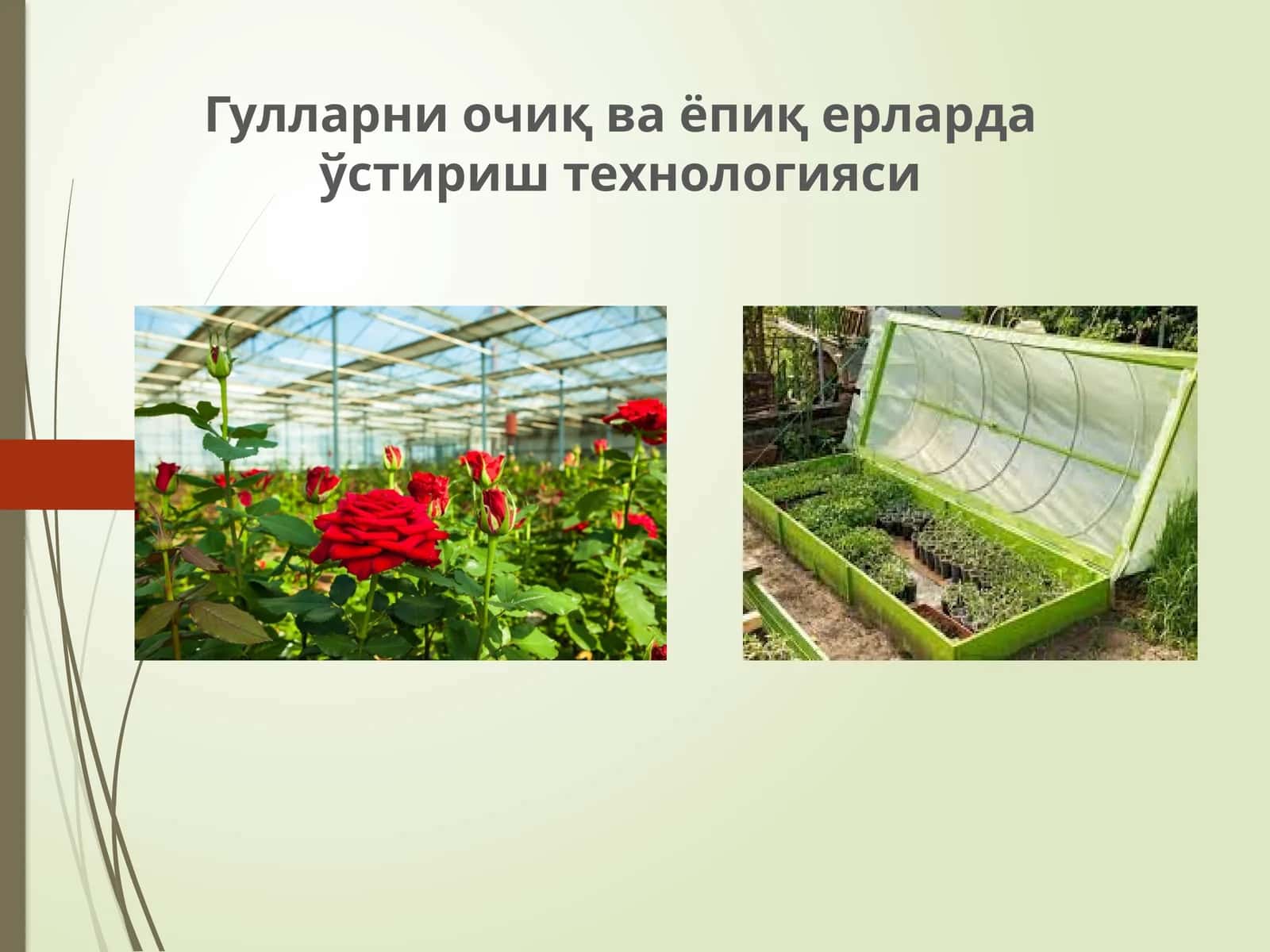 Гулларни очиқ ва ёпиқ ерларда ўстириш технологияси 1