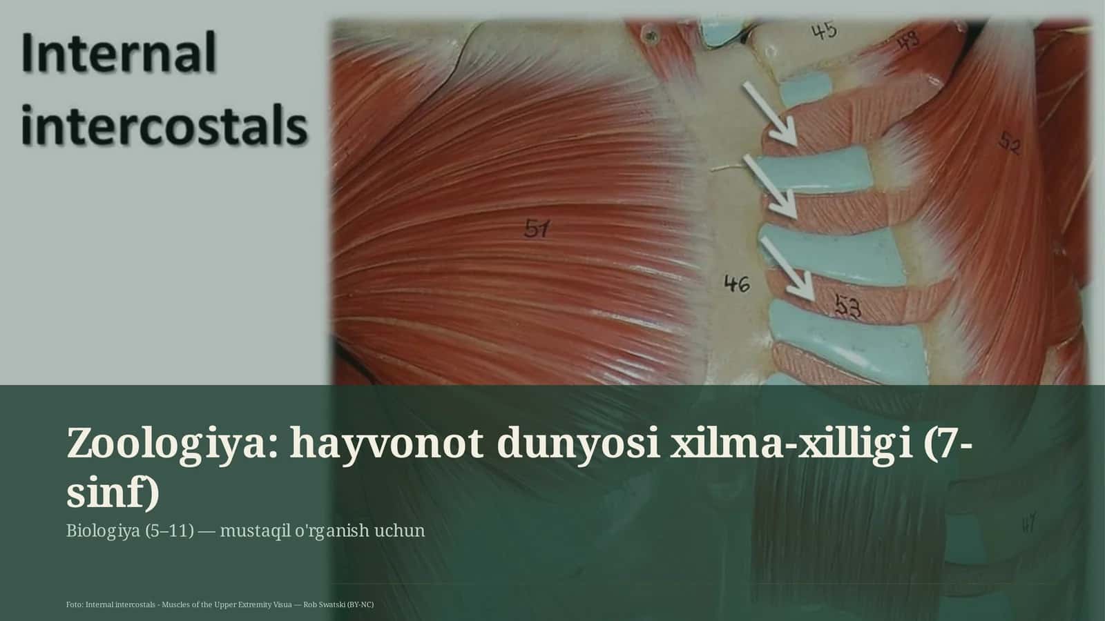 Zoologiya: hayvonot dunyosi xilma-xilligi (7-sinf) 1