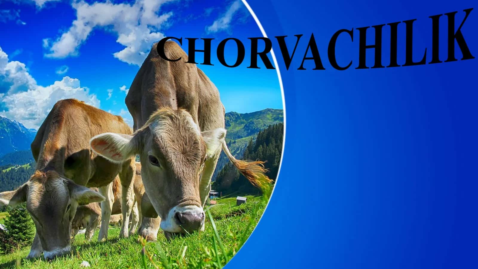 CHORVACHILIK 1