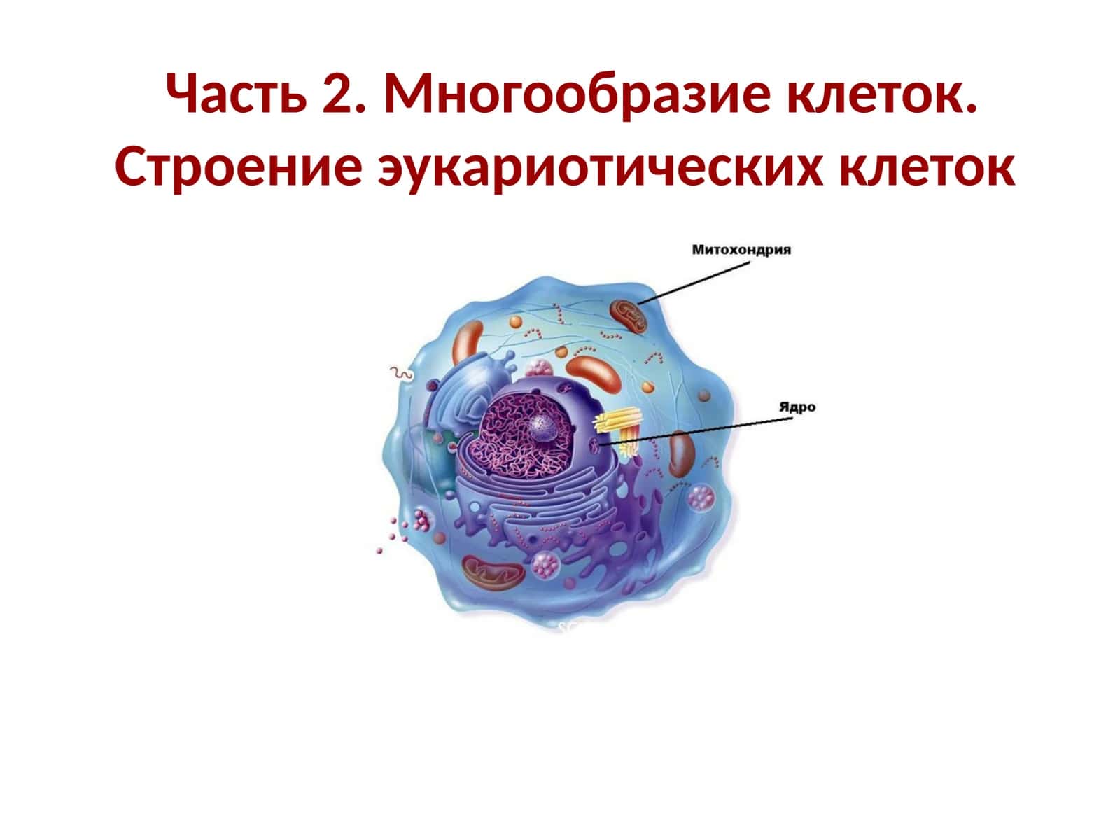 Многообразие клеток.Строение эукариотических клеток 1