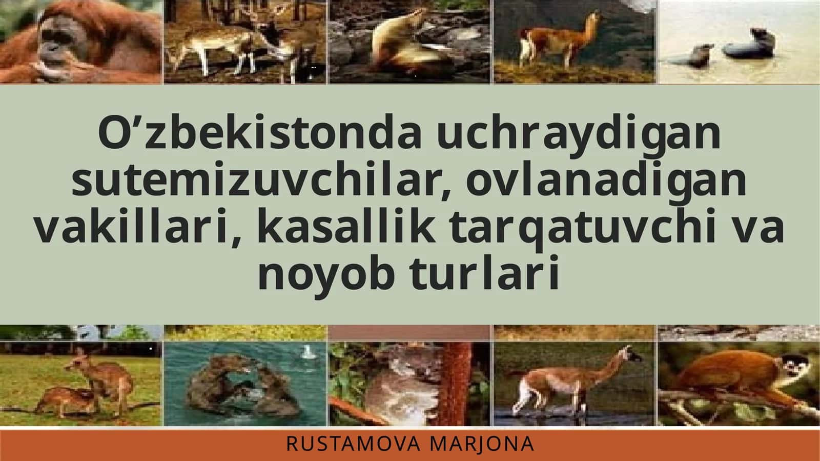 Oʻzbekistonda uchraydigan sutemizuvchilar ,ovlanadigan vakillari, kasallik tarqatuvchi va noyob turlari 1