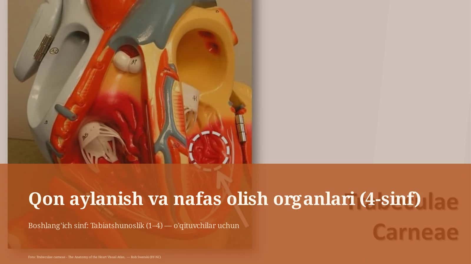 Qon aylanish va nafas olish organlari (4-sinf) 1