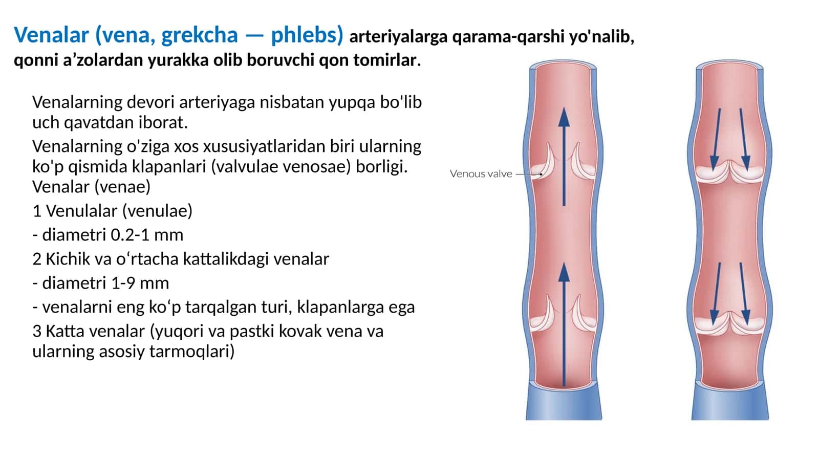 Venalar (venae) 1