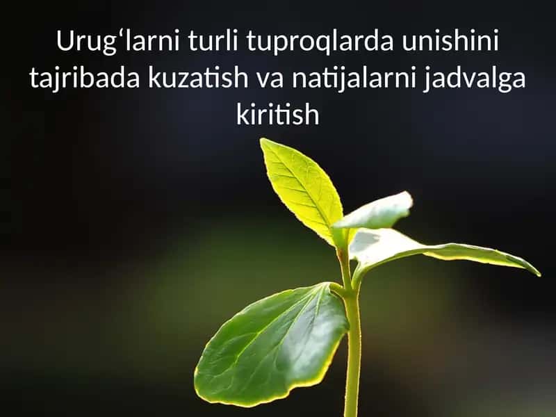 Urug‘larni turlash 1