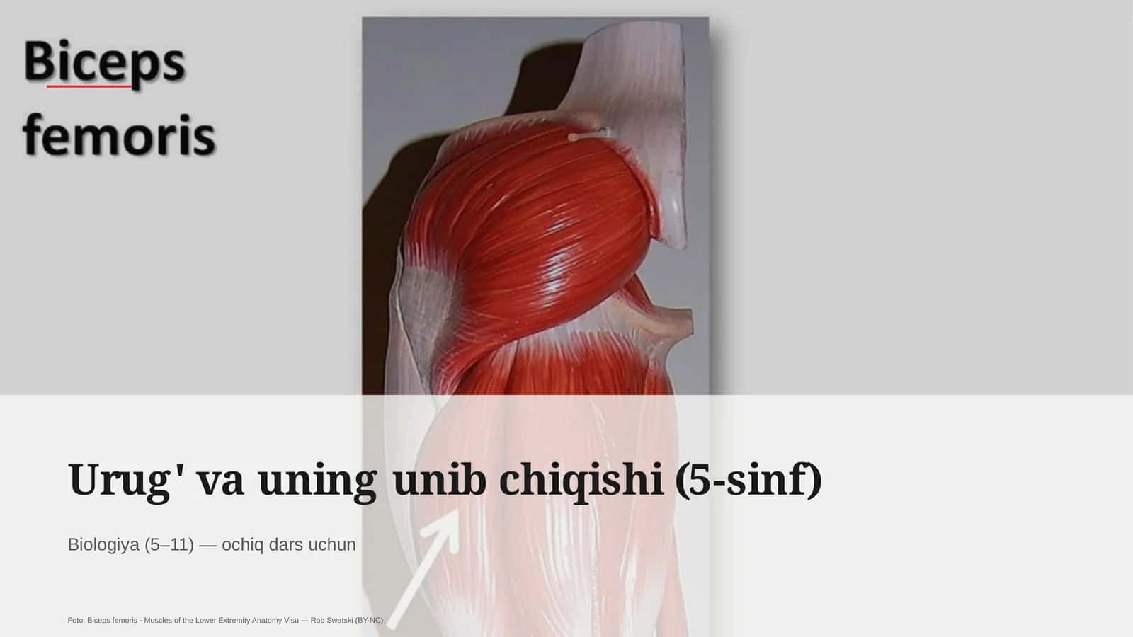 Urug' va uning unib chiqishi (5-sinf) 1