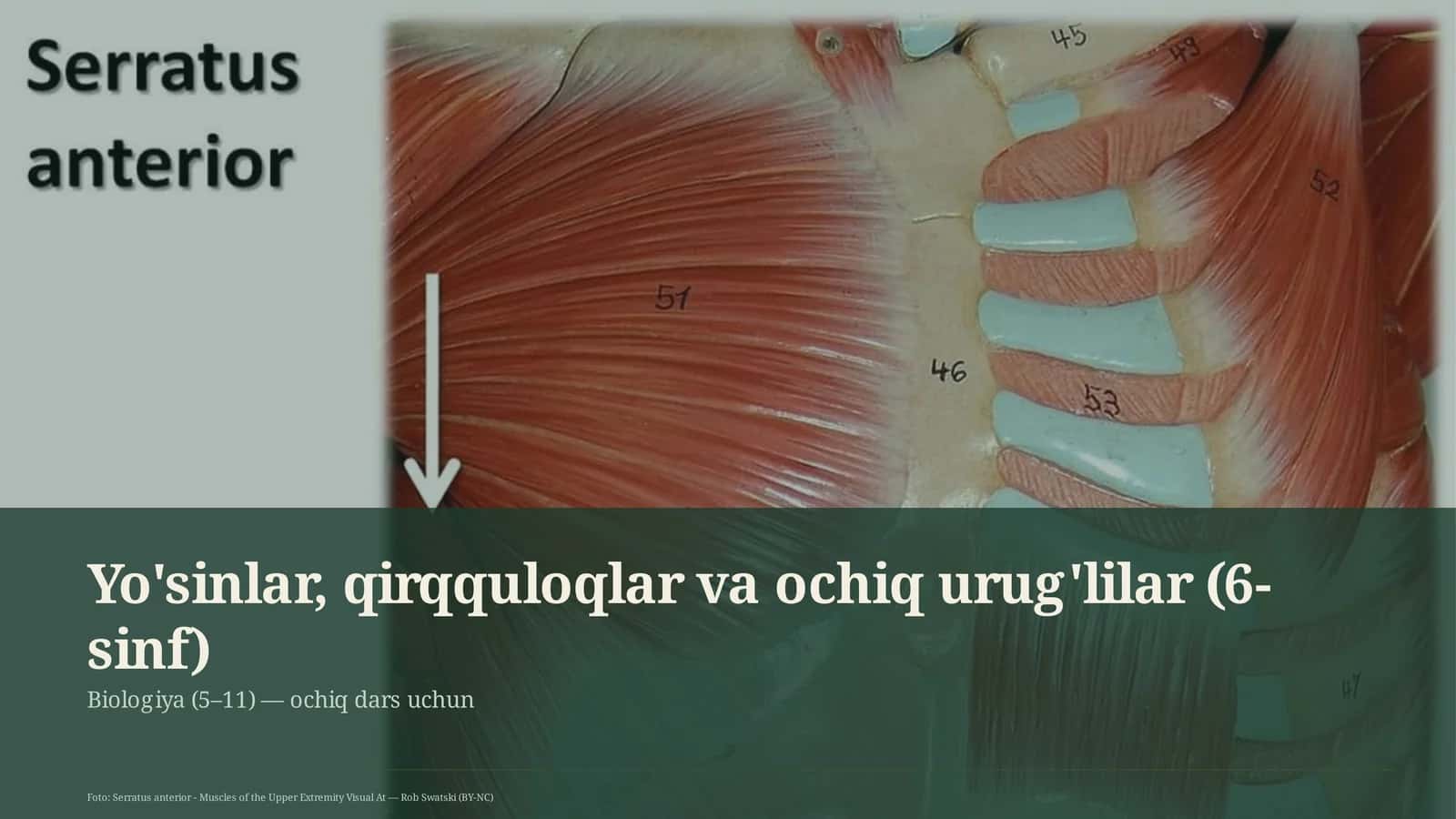 Yo'sinlar, qirqquloqlar va ochiq urug'lilar (6-sinf) 1
