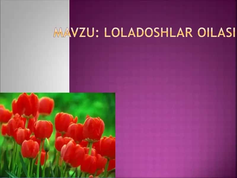 Loladoshlar oilasi 1