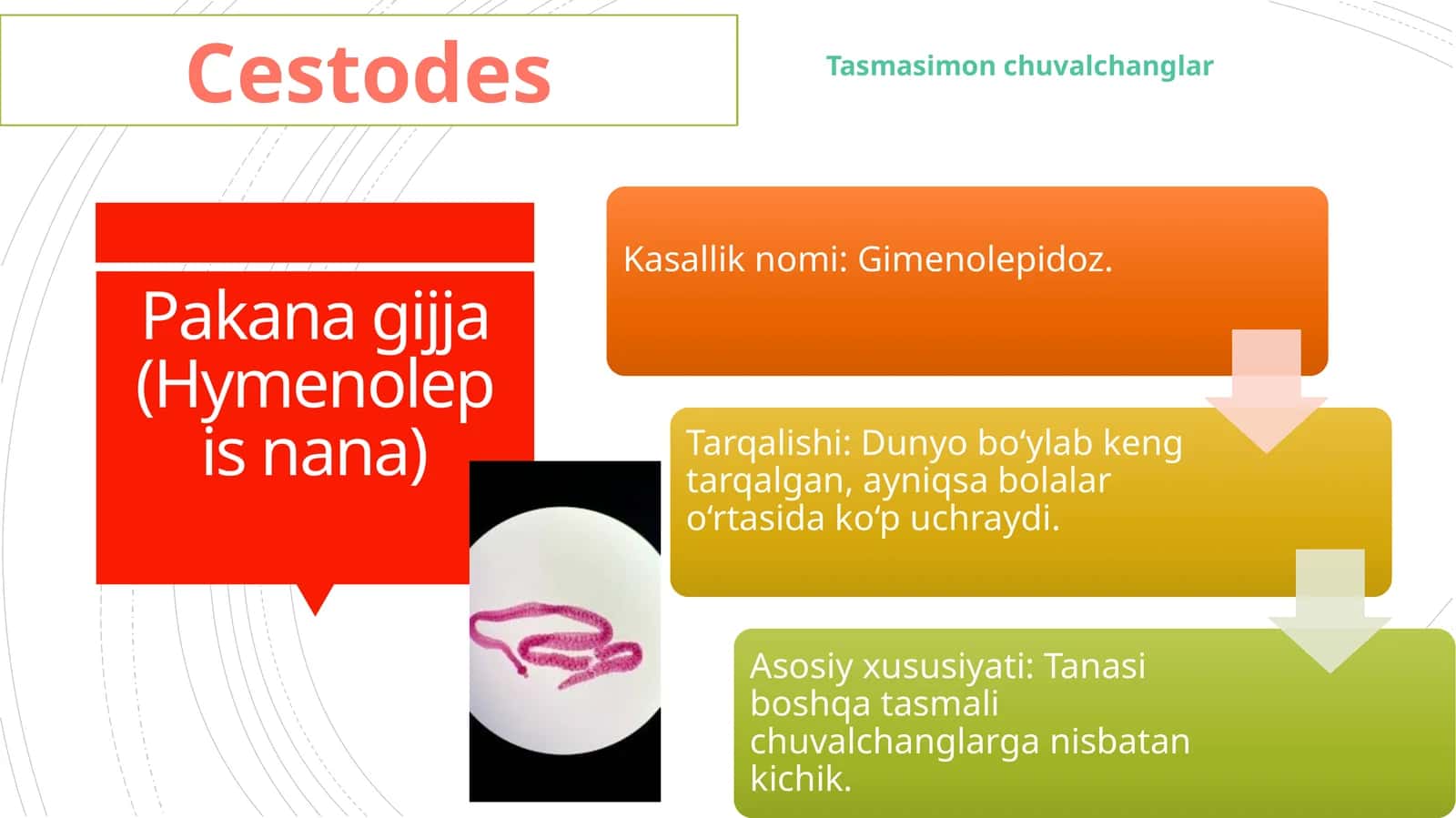 Pakana gijja (Hymenolepis nana) 1