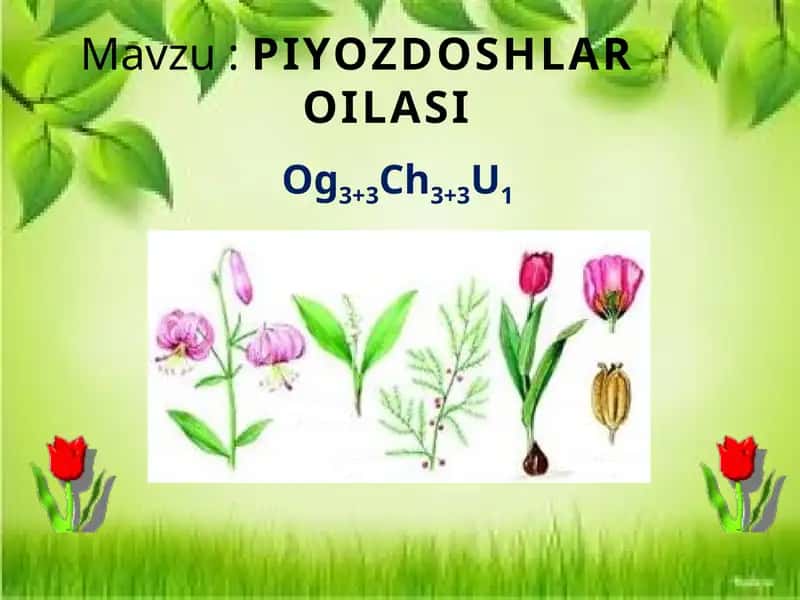PIYOZDOSHLAR OILASI 1