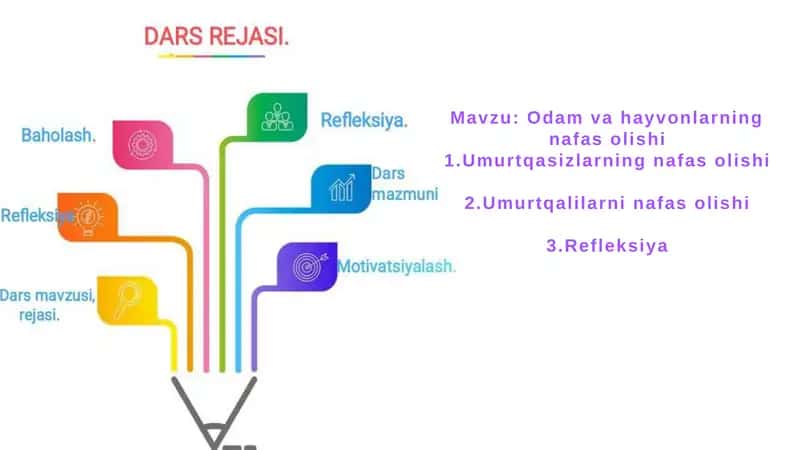 Odamvahayvonlarining nafas olishi 1