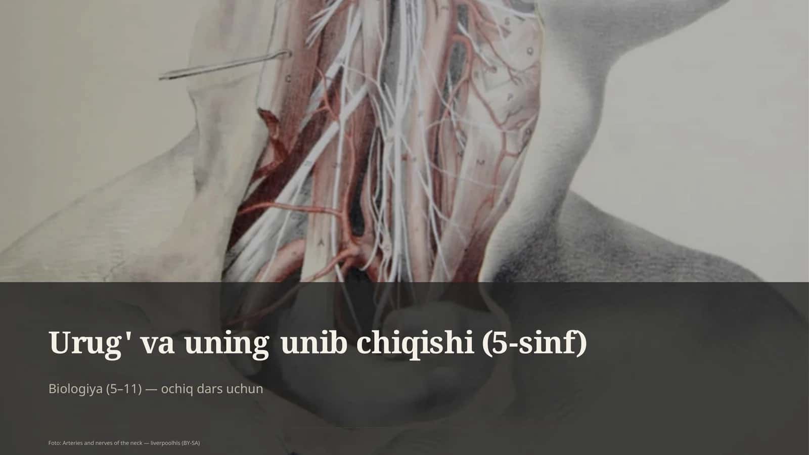 Urug' va uning unib chiqishi (5-sinf) 1