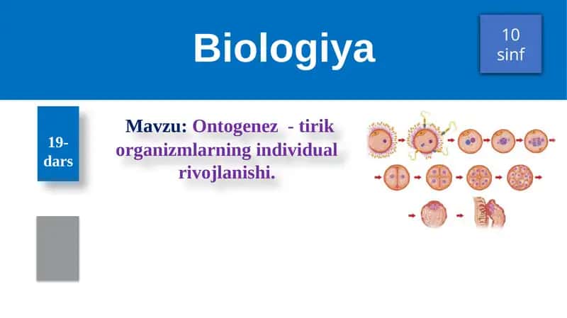 Ontogenez - tirik organizmlarning individual rivojlanishi 1