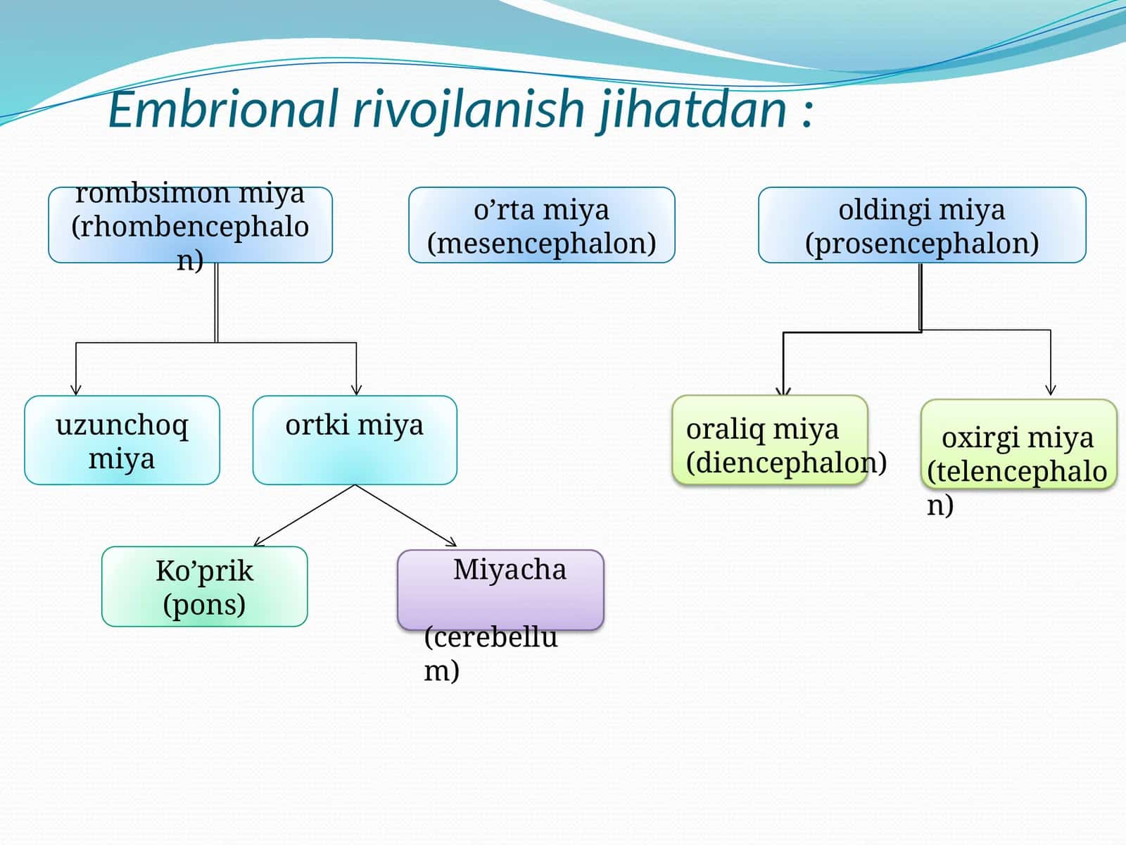 Embrional rivojlanish jihatdan 1