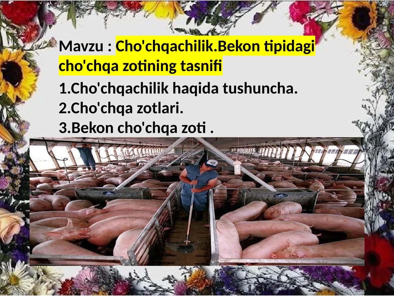 Cho'chqachilik 1