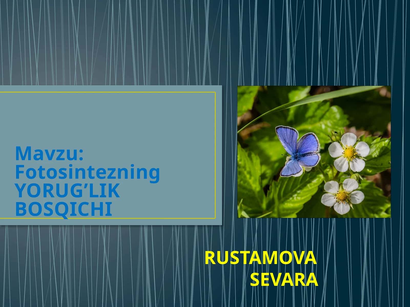 Fotosintezning YORUG’LIK BOSQICHI 1