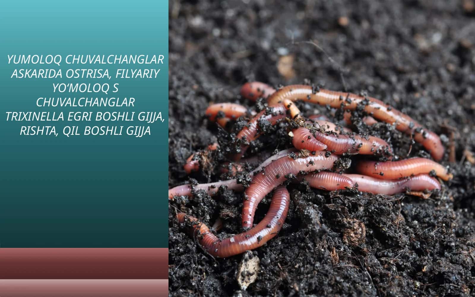 YUMOLOQ CHUVALCHANGLAR ASKARIDA OSTRISA, FILYARIYYOʻMOLOQS CHUVALCHANGLAR TRIXINELLA EGRI BOSHLI GIJJA, RISHTA, QIL BOSHLI GIJJA 1