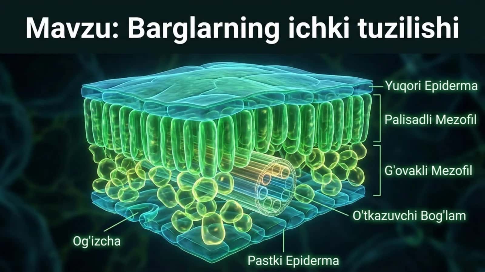 Barglarning ichki tuzilishi 1