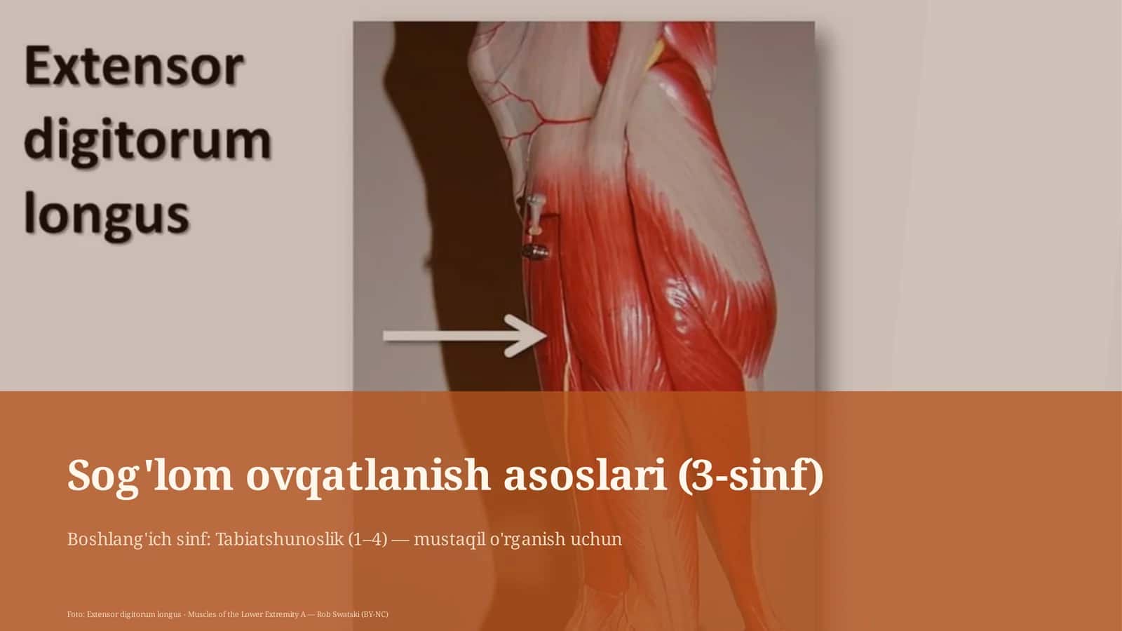Sog'lom ovqatlanish asoslari (3-sinf) 1