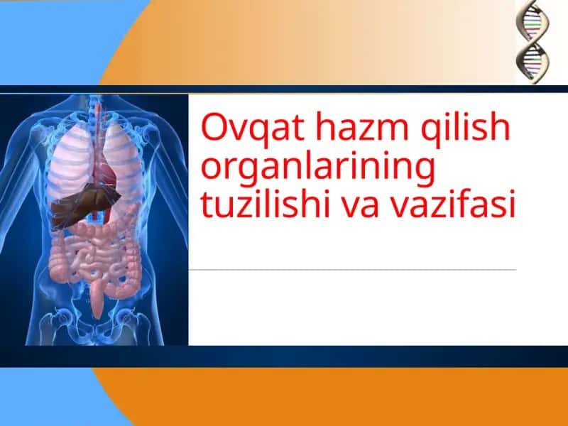 Ovqat hazm qilish organlarining tuzilishi va vazifasi 1