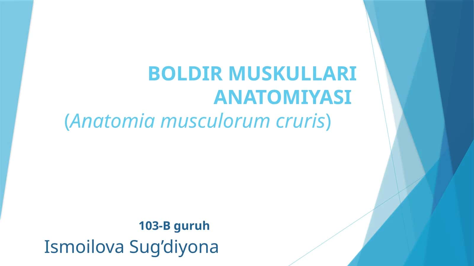 Boldir muskullari anatomiyasi 1