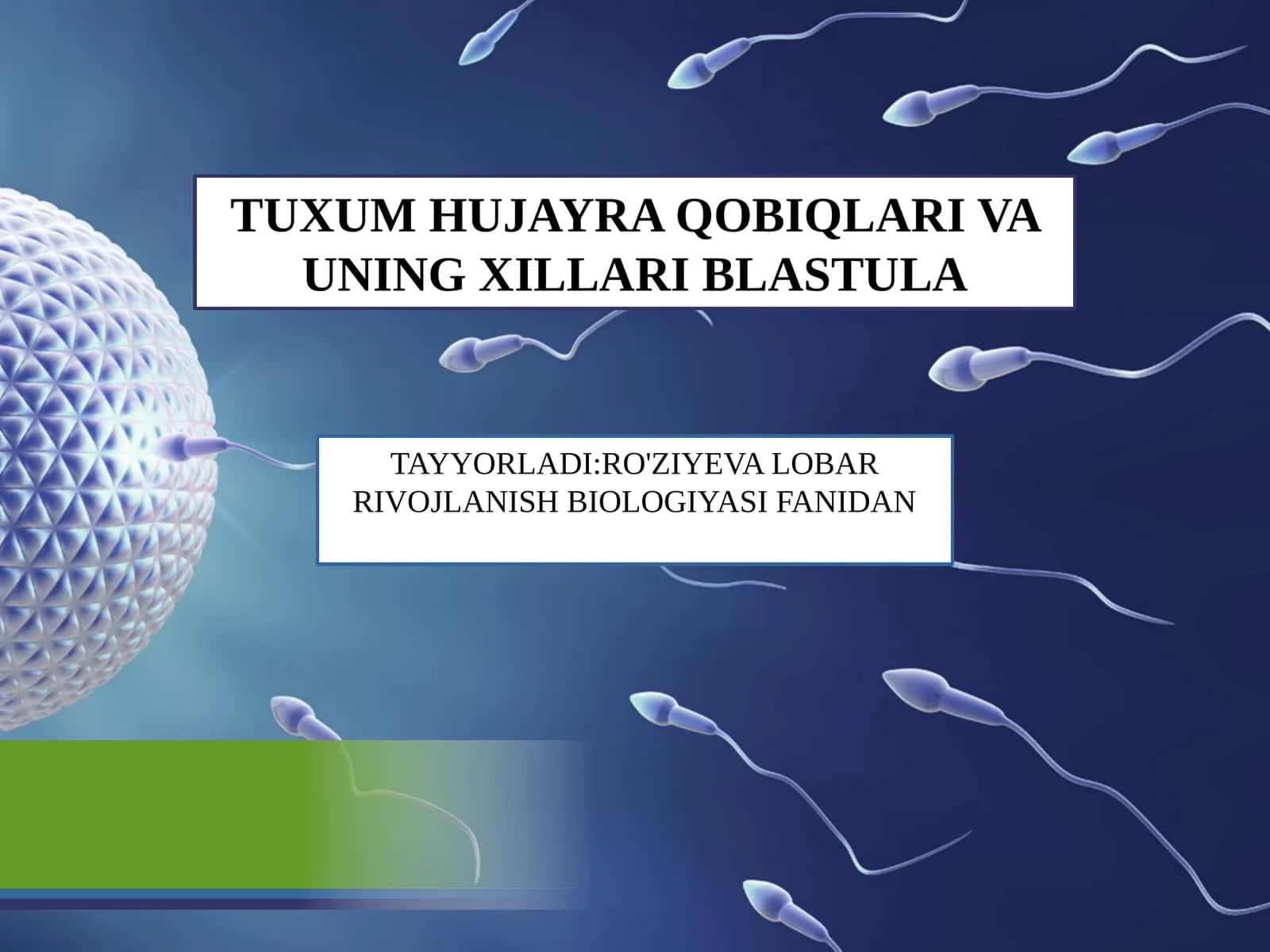 TUXUM HUJAYRA QOBIQLARI VA UNING XILLARI BLASTULA 1