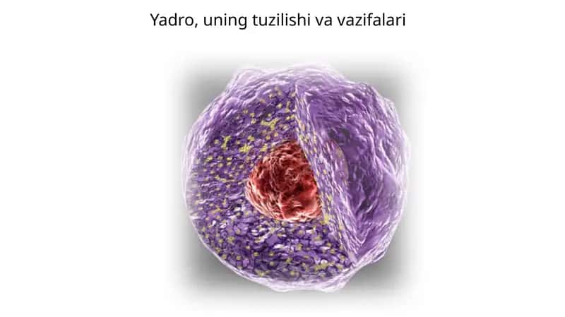 Yadro 1