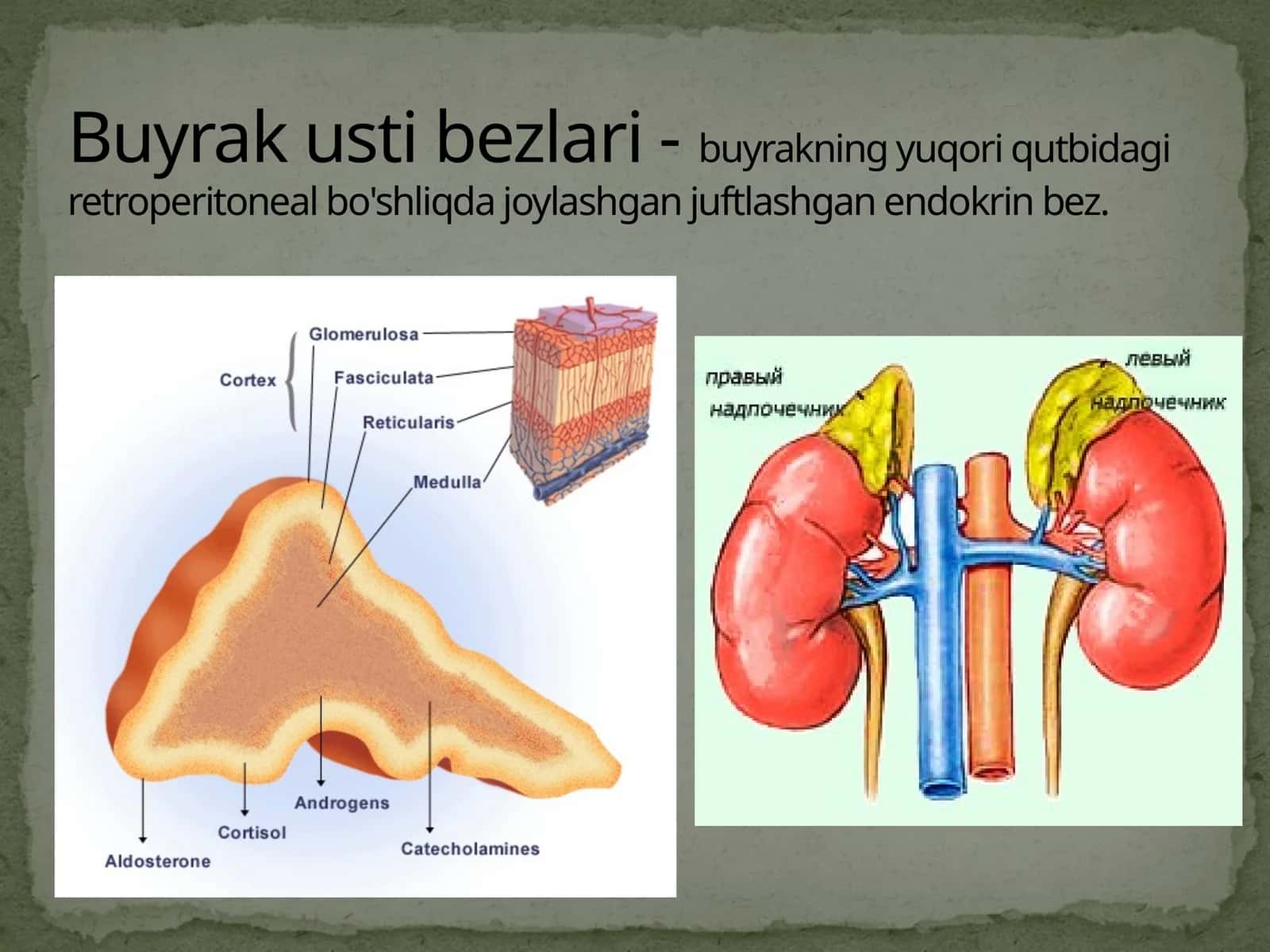 Buyrak usti bezlari 1