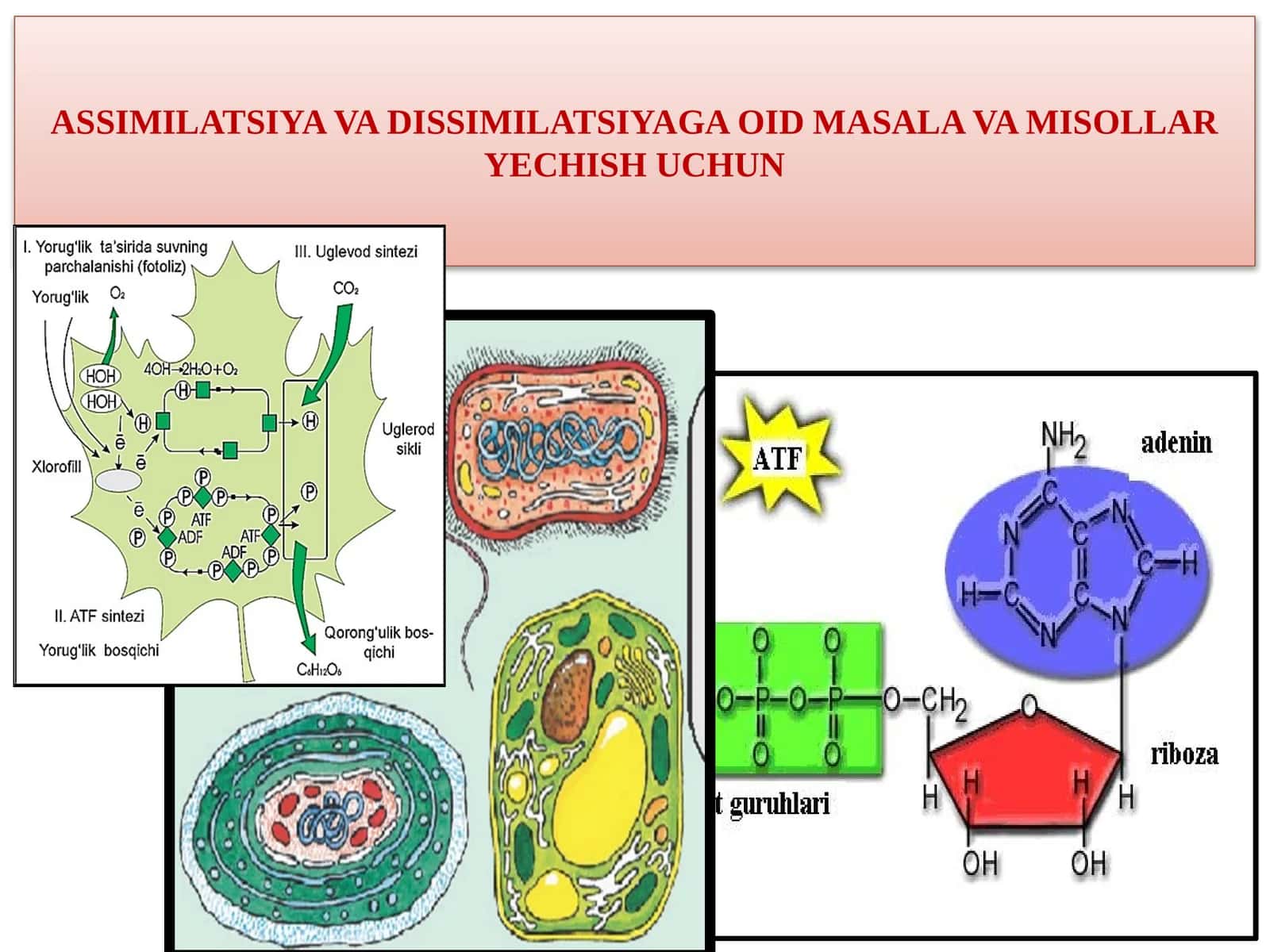 ASSIMILATSIYAVA DISSIMILATSIYAGA OID MASALA VA MISOLLAR YECHISHUCHUN 1
