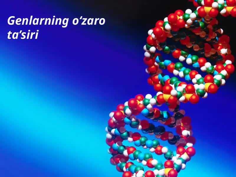 Genlarning o‘zaro ta’siri 1