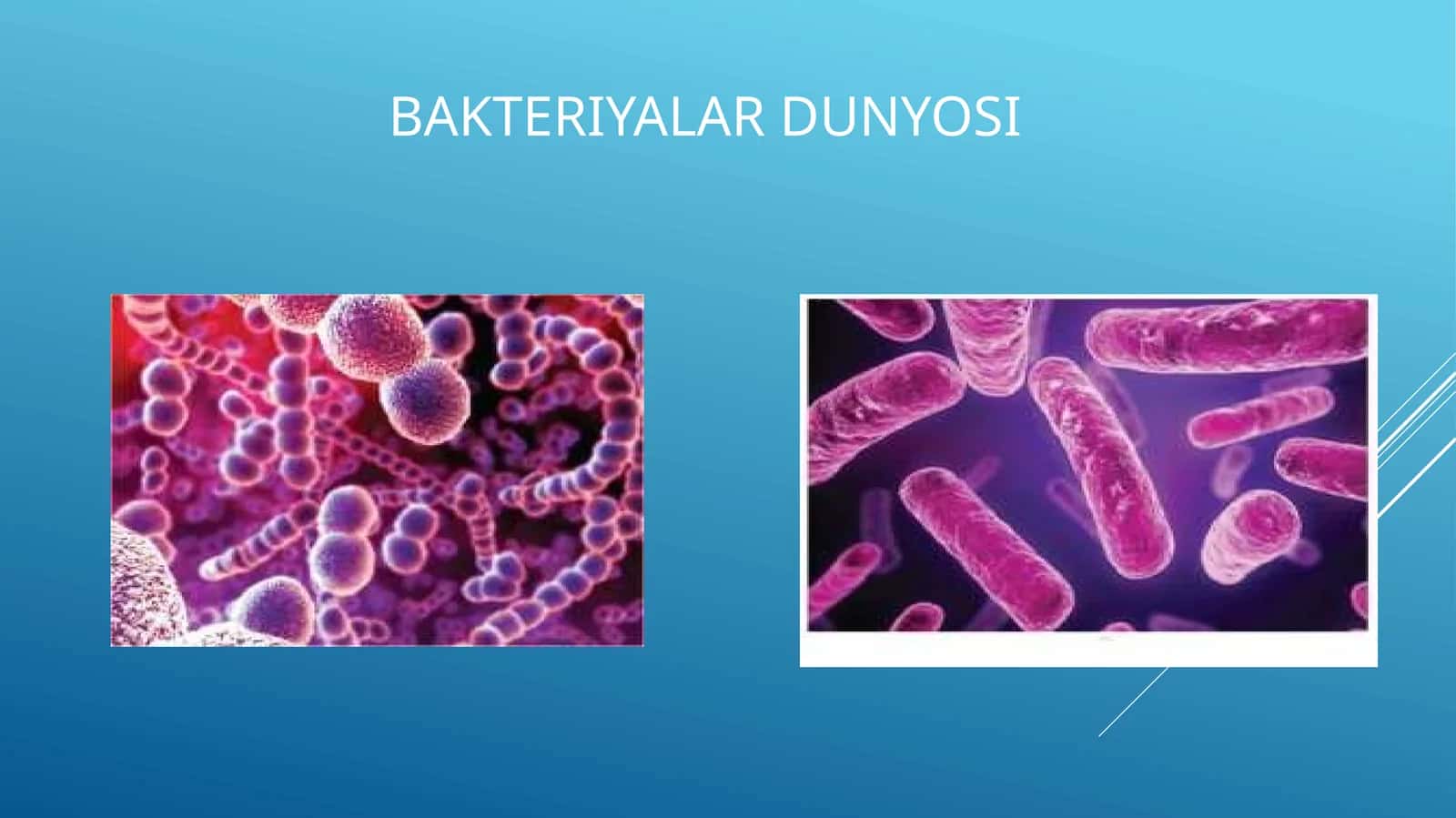 Bakteriyalar dunyosi 1