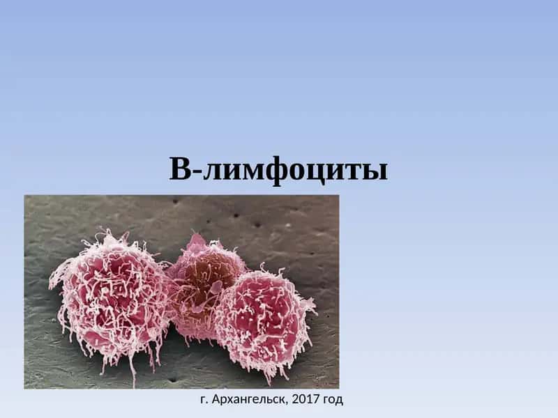 B-лимфоциты 1