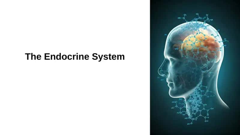 The Endocrine System 1