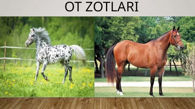Ot Zotlari 1