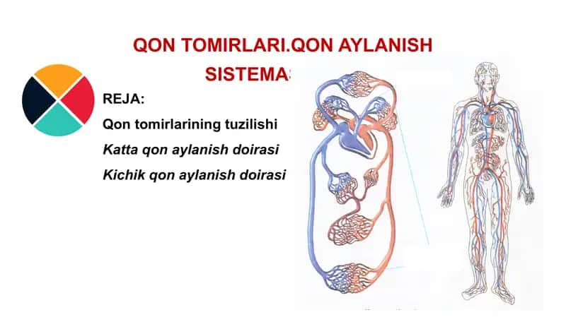 QQON TOMIRLARI.QON AYLANISH SISTEMASI 1