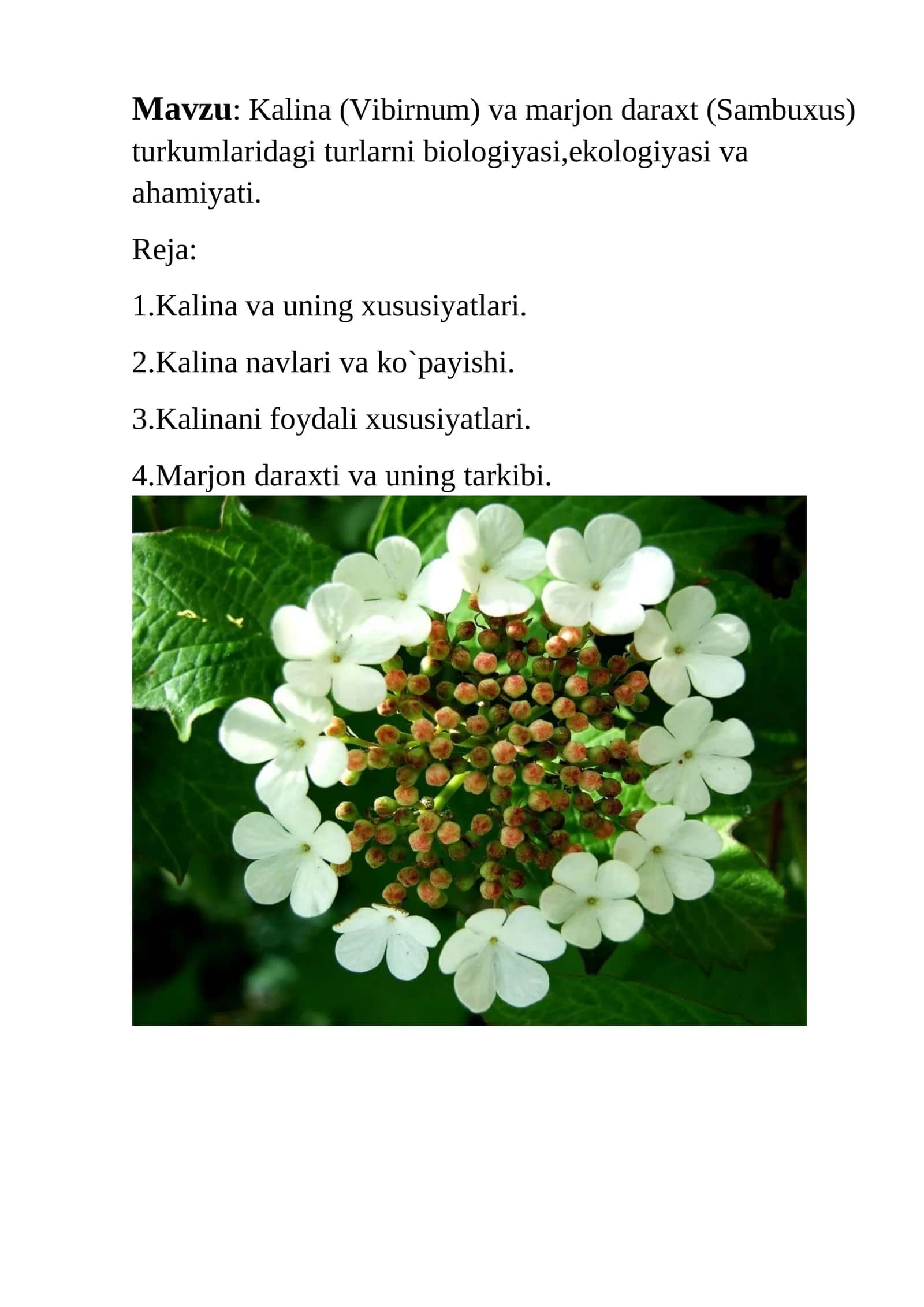 Kalina (Vibirnum) va marjon daraxt (Sambuxus) turkumlaridagi turlarni biologiyasi,ekologiyasi va ahamiyati 1