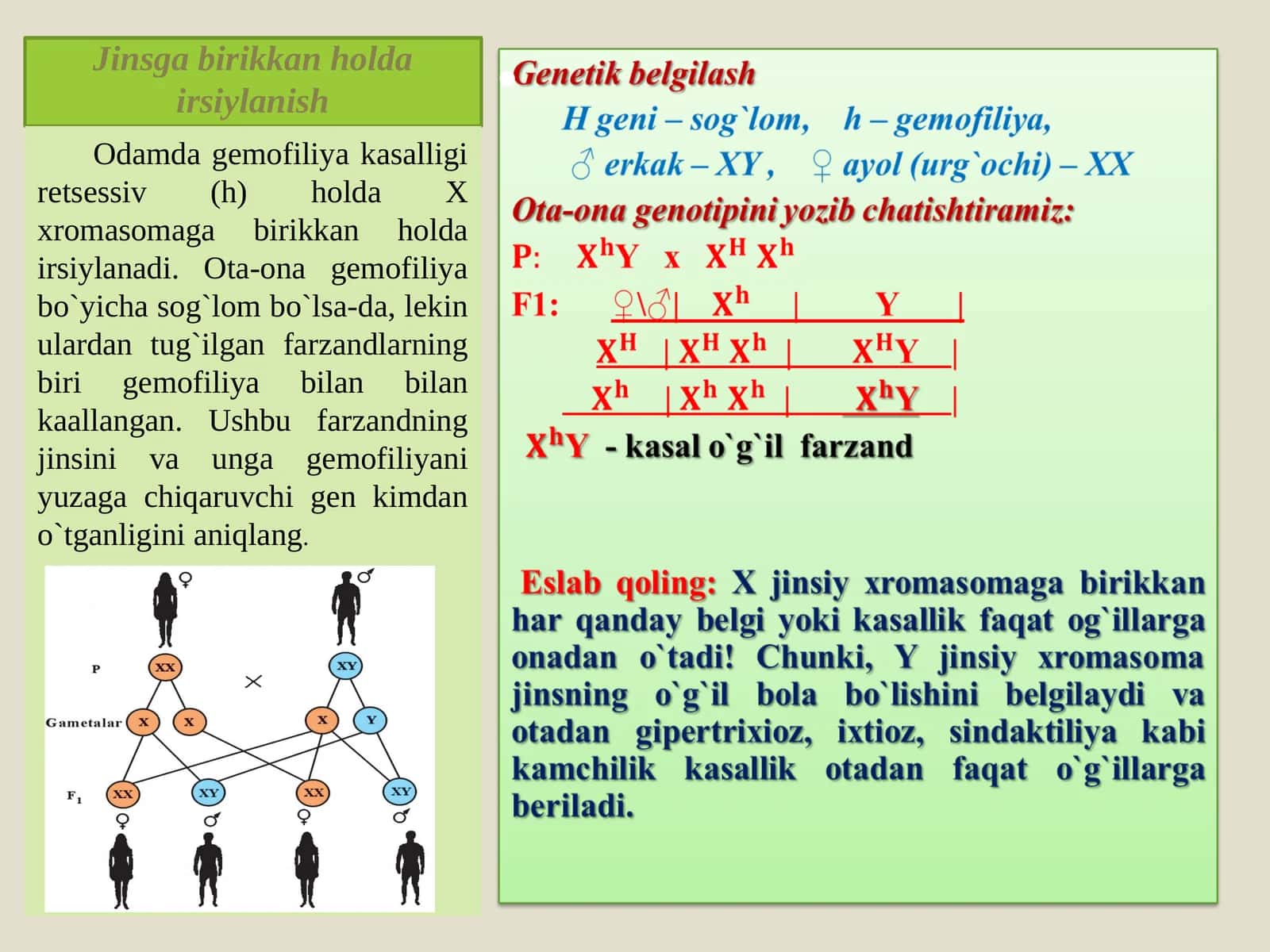 Jinsga birikkan holda irsiylanish 1