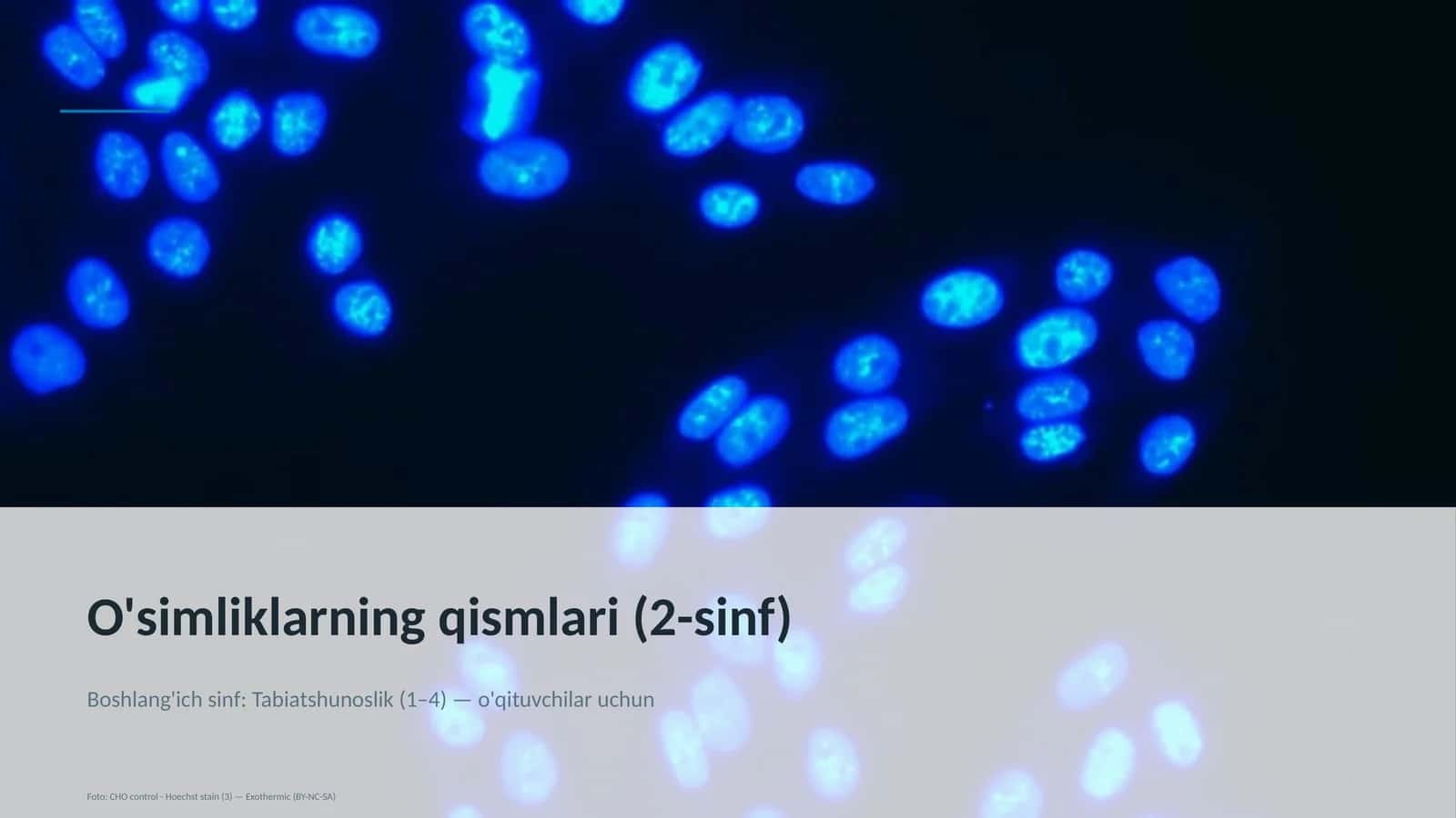 O'simliklarning qismlari (2-sinf) 1