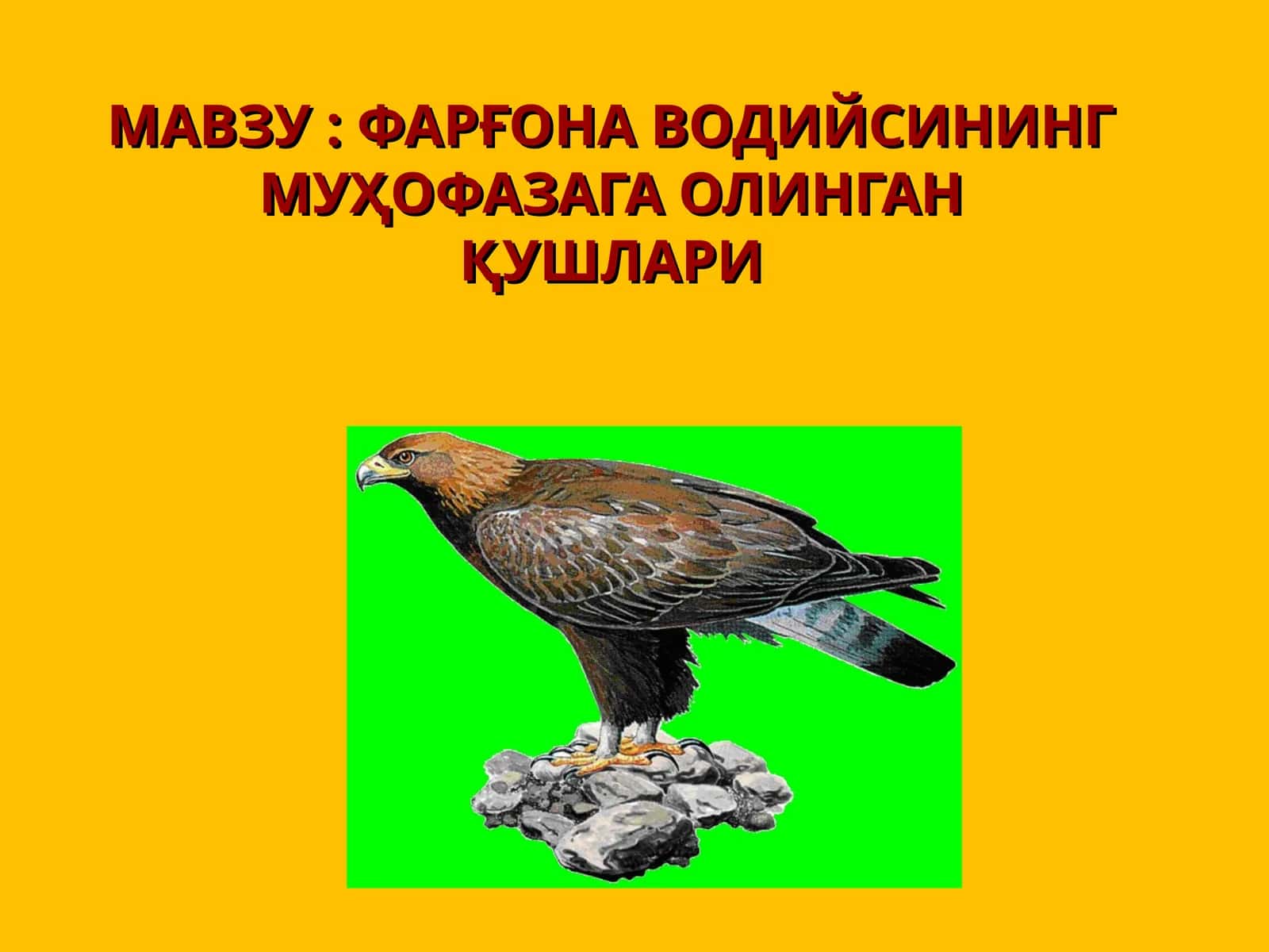 Фарғона водийсида учратилган кушлар 1