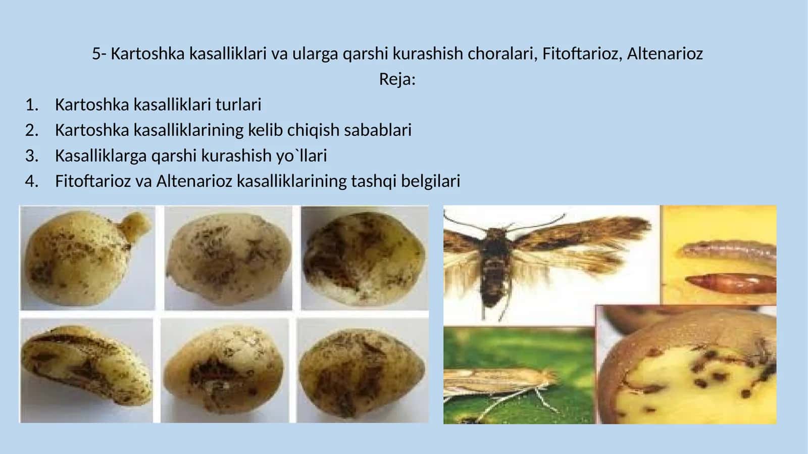 Kartoshka kasalliklari va ularga qarshi kurashish choralari, Fitoftarioz, Altenarioz 1