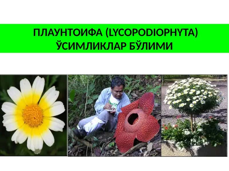 ПЛАУНТОИФА (LYCOPODIOPHYTA) ЎСИМЛИКЛАР БЎЛИМИ 1