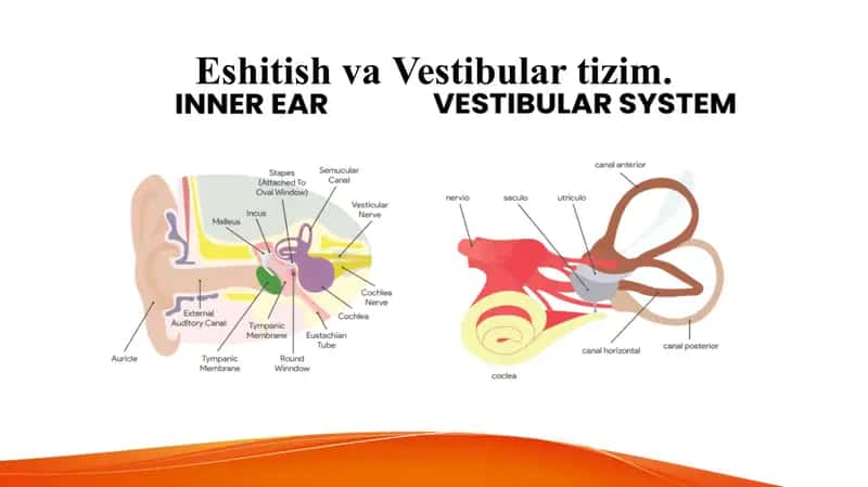 Eshitish va Vestibular tizim   Эшитиш ва вестибулар тизим Ешитиш 1